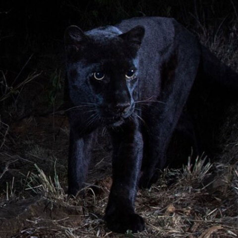 black-leopard