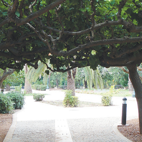 Η αλέα με τις μουριές. Το χειροποίητο στολίδι του κηπουρού  που αποφάσισε να πλέξει τα κλαριά.