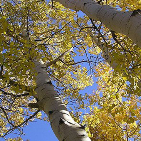 ΔΕΗ, Κόψιμο δέντρων, λεύκες