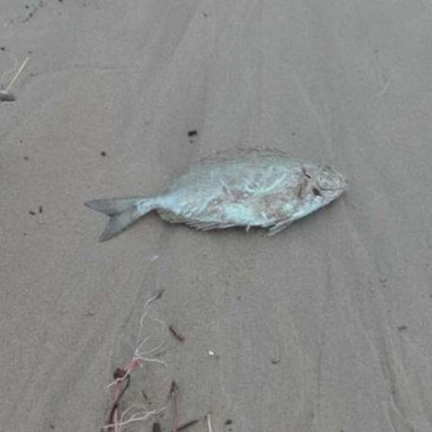 Κακοκαιρία στα Χανιά: Ψάρια βγήκαν στη στεριά