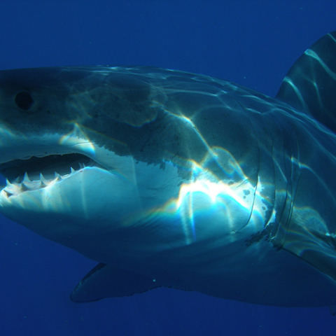 Λευκός καρχαρίας