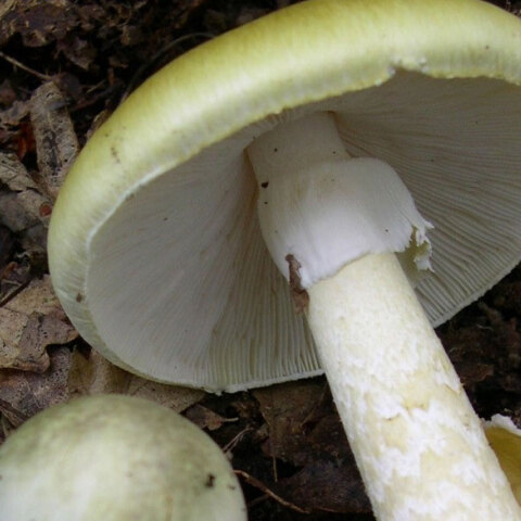 mushroom3.jpg