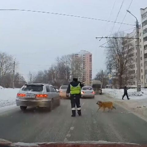 Ρωσία: Αστυνομικός κόβει την κίνηση για να περάσει ο σκύλος