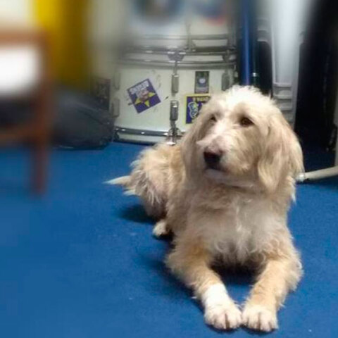 Η μασκότ του Αστέρα Τρίπολης