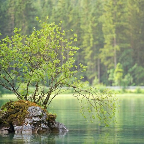 tree-lake.jpg