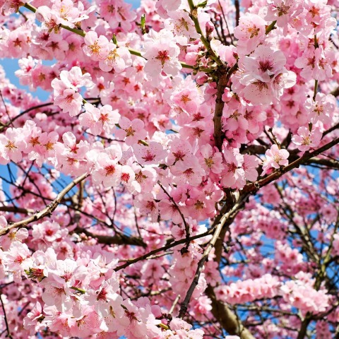 japanese-cherry-trees-3063992_1280.jpg