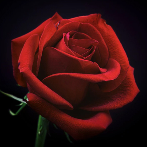 Τριαντάφυλλο