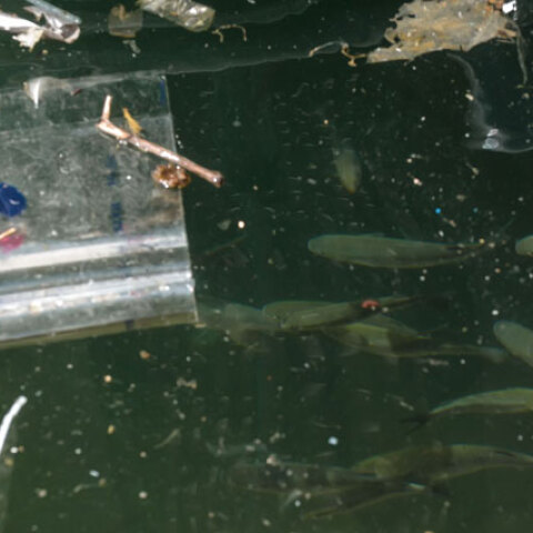 WWF / Ρύπανση