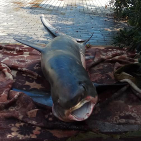 Έπιασαν καρχαριοειδές τριών μέτρων