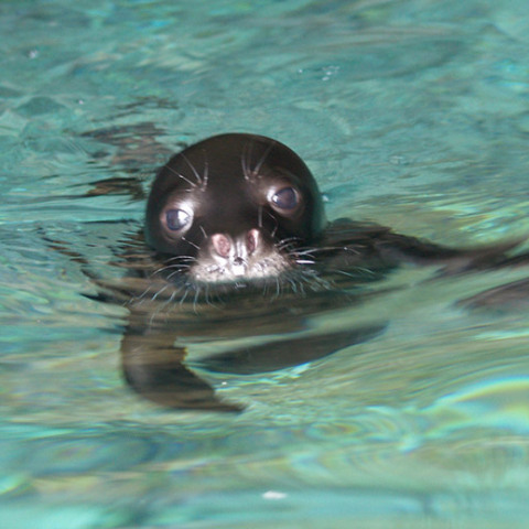 Πάρκο Αλοννήσου