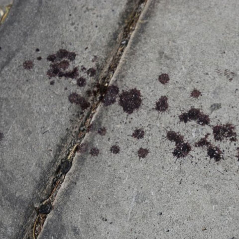 Αίμα στον δρόμο