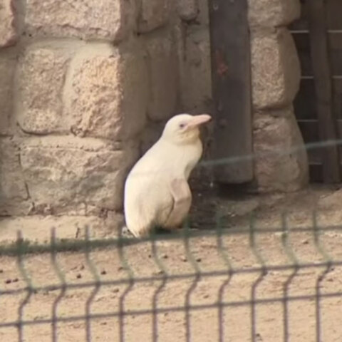 Σπάνιος αλμπίνος πιγκουίνος κλέβει την παράσταση