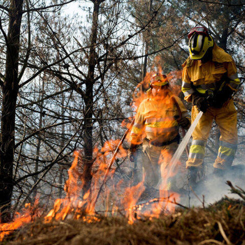 Δασικές πυρκαγιές 