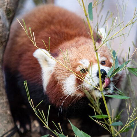 Κόκκινο πάντα