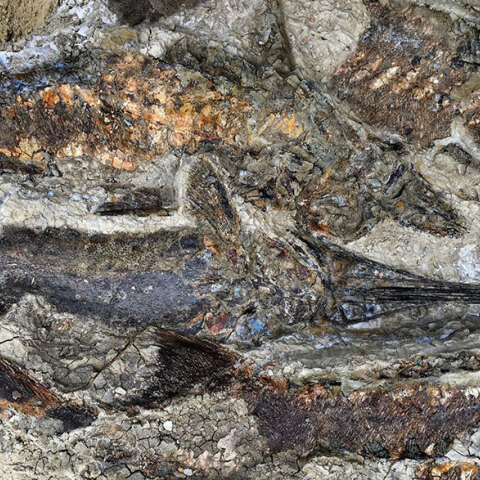 Απολιθωμένα ψάρια  