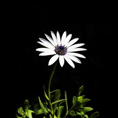 Ποιοι γιορτάζουν σήμερα 8 Απριλίου;