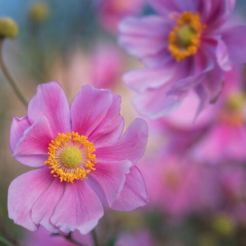 Ποιοι γιορτάζουν σήμερα 5 Απριλίου; Το εορτολόγιο της Athens Voice σου τους θυμίζει. Μην ξεχάσεις να τους δώσεις τις καλύτερες ευχές σου!