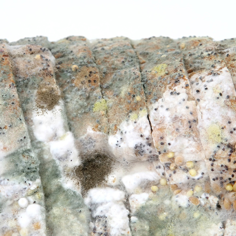 Μουχλιασμένο ψωμί