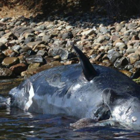 νεκρή φάλαινα