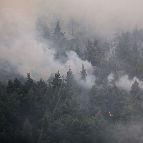Δασική πυρκαγιά