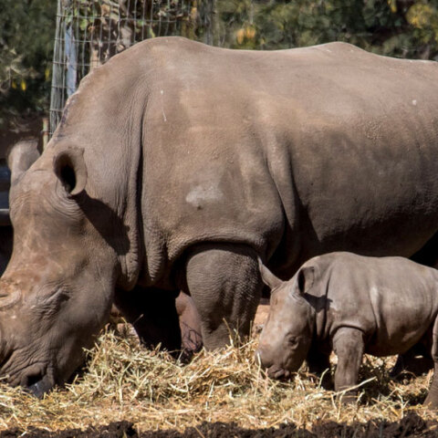 Λευκοί ρινόκεροι