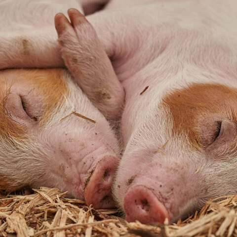 Επιστήμονες αποκατέστησαν μερικές λειτουργίες σε εγκεφάλους χοίρων