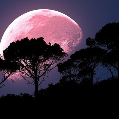 pink-moon