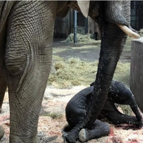 Γεννητούρια στο ζωολογικό κήπο