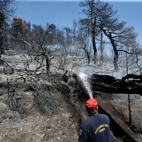 Δασική πυρκαγιά