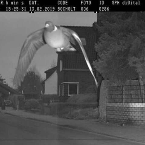 Περιστέρι στη Γερμανία