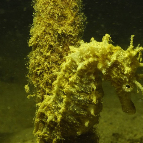 Χαλκιδική - Ιππόκαμπος