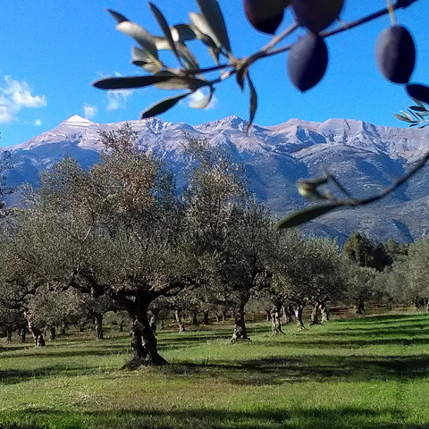 Ελαιώνες
