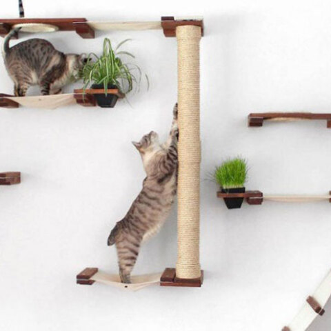 Παιχνιδότοπος για γάτες στο Μίσιγκαν