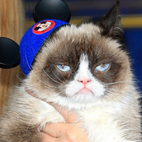Grumpy Cat