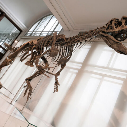 Σκελετός δεινοσαύρου