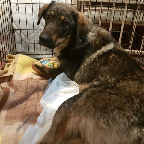 Η σκυλίτσα που πυροβολήθηκε στην Κέρκυρα