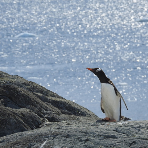 Ανταρκτική