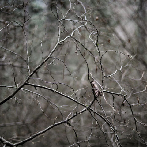 Κλαδιά δέντρου