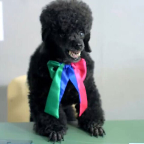 ΑΝΕΛ - Προεκλογικό σποτ για τις Ευρωεκλογές