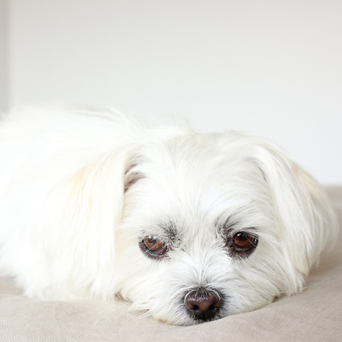 Κουτάβι Σιχ Τσου.jpg