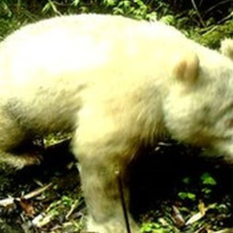 Πάντα αλμπίνο