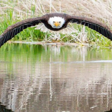 Φαλακρός αετός