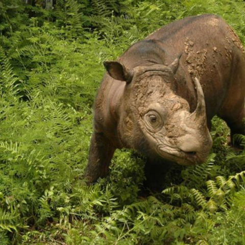 Ρινόκερος Ταμ