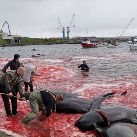 feroe-killing-whales