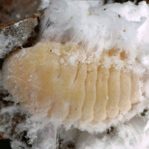 Marchalina hellenica