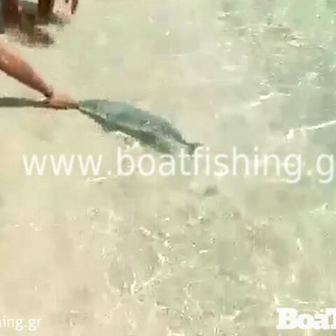 Λαγοκέφαλο δαγκώνει λουόμενο στην Κάρπαθο