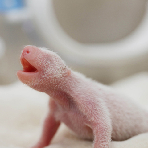 Γέννηση του πρώτου πάντα του έτους