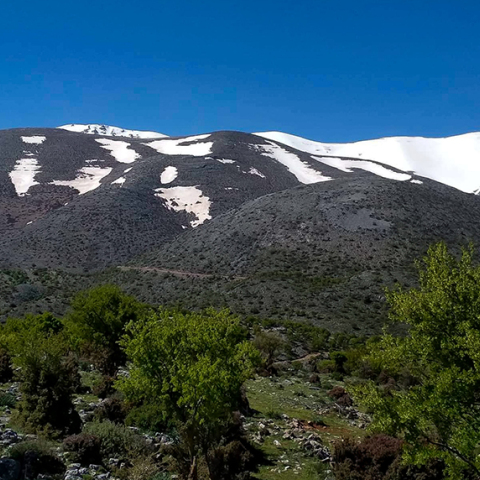 Ψηλορείτης