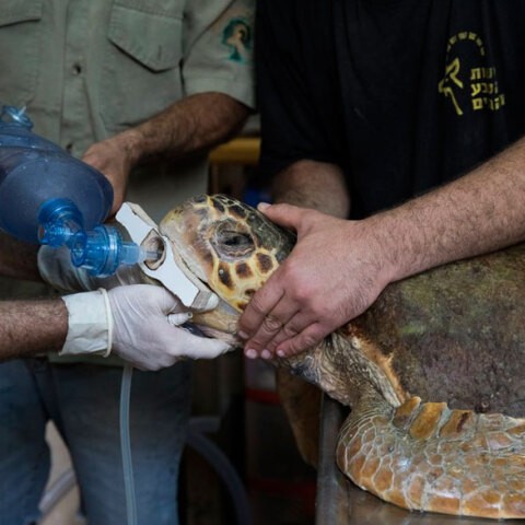 Θαλάσσια χελώνα