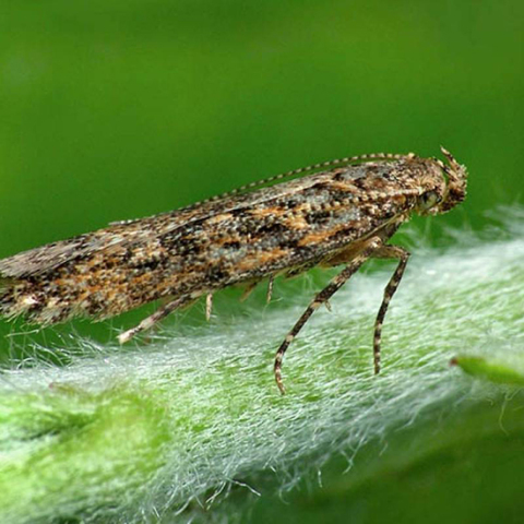 πεταλούδες